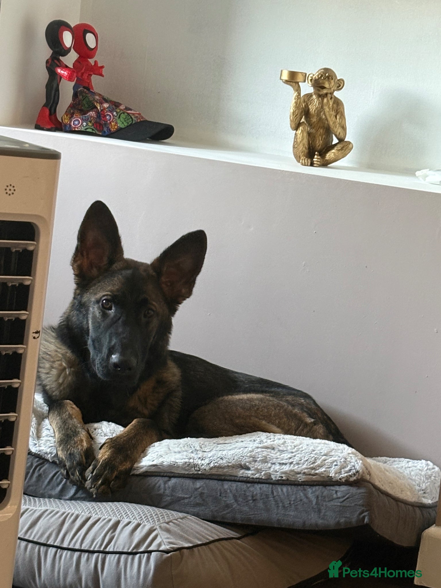 German Shepherd dogs for sale: Simba - Advert 2