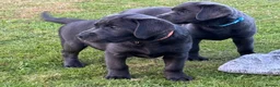 Labrador Retriever dogs for sale: KC Charcoal Labs | Vaccinated | Ready Now - Advert 5