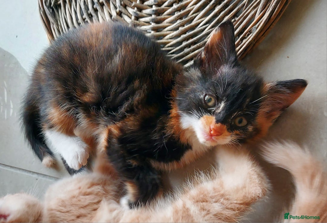 Mixed Breed cats for sale: 1 beautiful, playful kitten ready for new home - Image 2