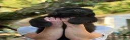 Newfoundland dogs for sale: Fully heath tested Newfoundland puppies  - Advert 3