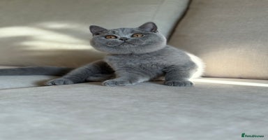 British Shorthair cats - Advert 15