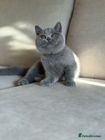 British Shorthair cats - Advert 1