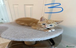 Mixed Breed cats for sale: 5 bsh mixed kittens ready  - Image 7
