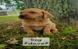 Labrador Retriever dogs for sale: Fox red labrador puppies - Image 5