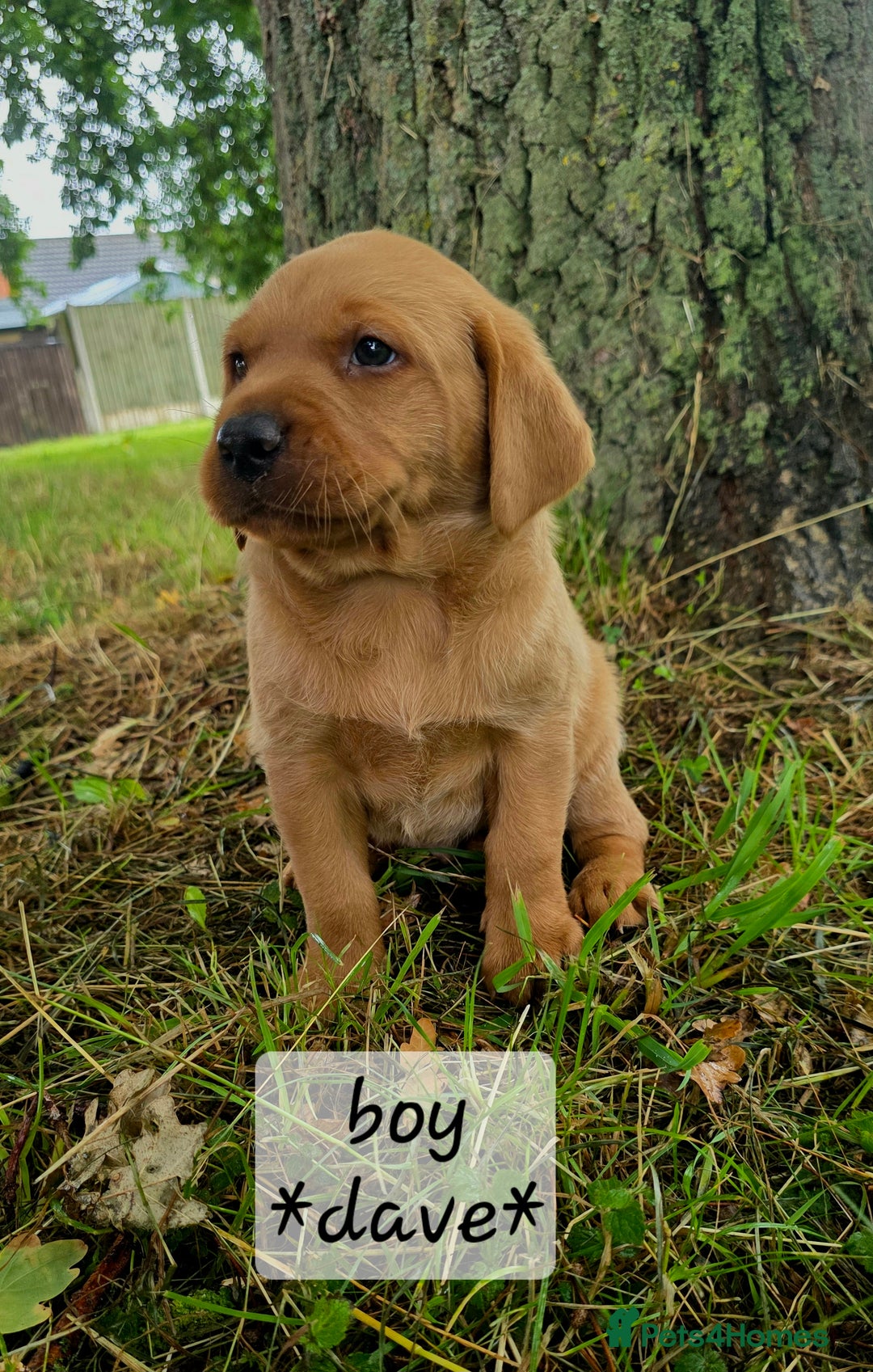 Labrador Retriever dogs for sale: Fox red labrador puppies - Image 5
