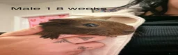 Guinea Pig rodents for sale: Agouti baby guinea pigs 5 males 1 female  - Advert 6