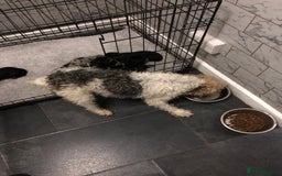 Mixed Breed dogs for sale: Jackapoo cross dachshund puppy’s  - Advert 1