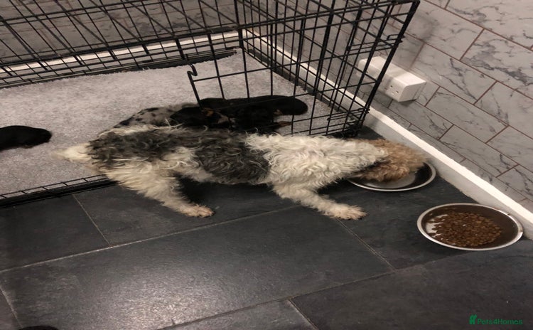 Mixed Breed dogs Jackapoo cross dachshund puppy’s  - Advert 1