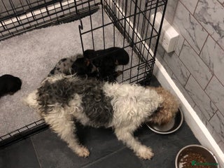 Mixed Breed dogs Jackapoo cross dachshund puppy’s - Advert 1