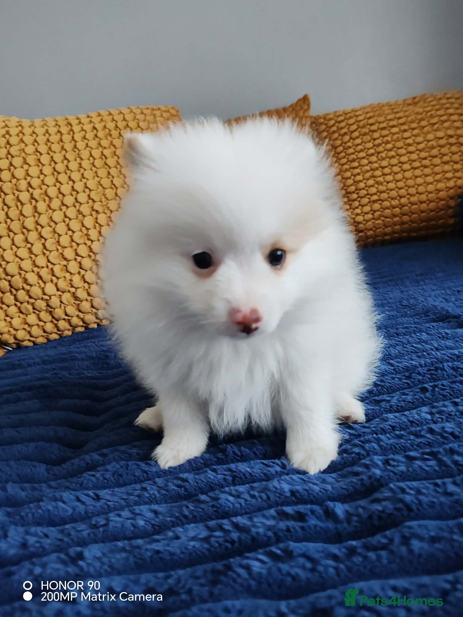 Pomeranian dogs FINAL SALE!! Fluffy POMERANIAN Boys for SALE - Advert 6