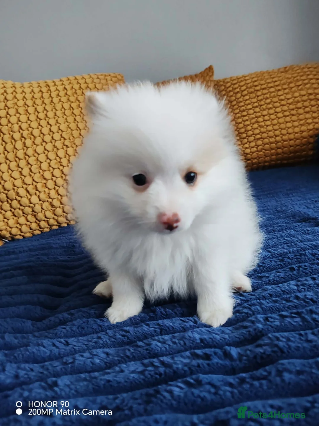 Pomeranian dogs for sale: FINAL SALE!! Fluffy POMERANIAN Boys for SALE - Advert 1