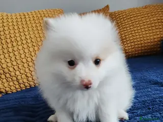 Pomeranian dogs FINAL SALE!! Fluffy POMERANIAN Boys for SALE - Advert 17