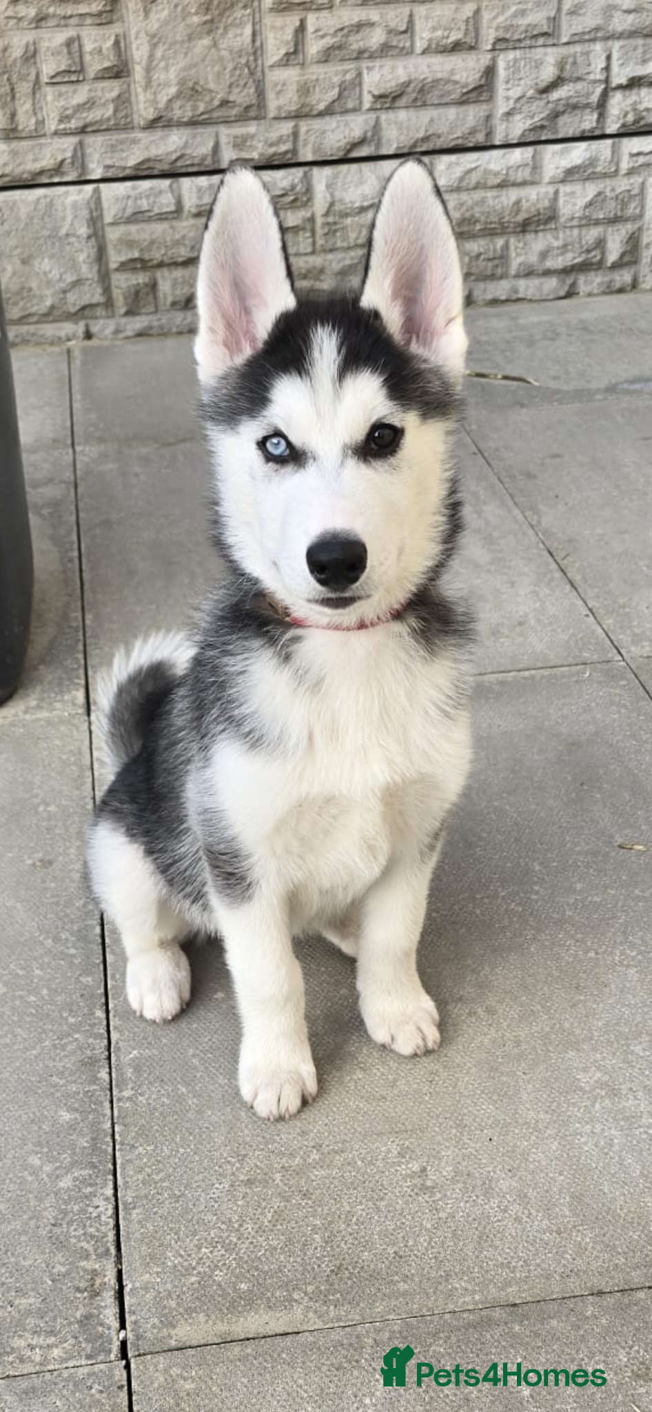 Siberian Husky dogs 14 week old puppy husky for sale  - Advert 2