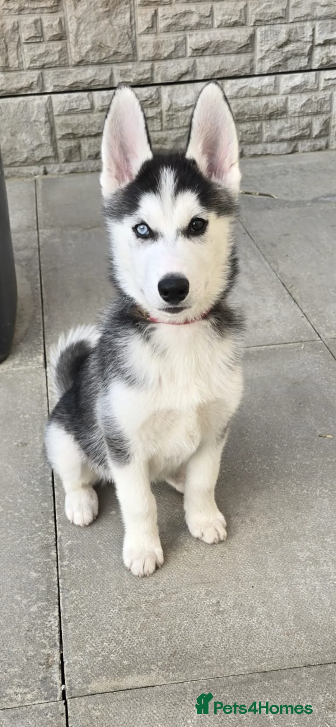 Siberian Husky dogs for sale: 14 week old puppy husky for sale  - Advert 1