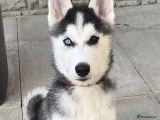 Siberian Husky dogs 14 week old puppy husky for sale - Advert 2