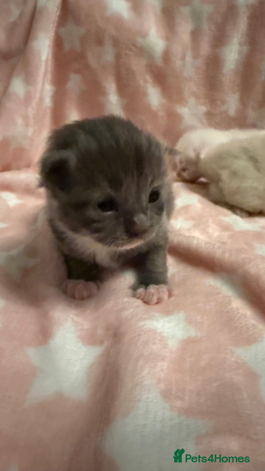 Ragdoll cats for sale: Stunning Ragdoll Kittens girl and boys  - Advert 18