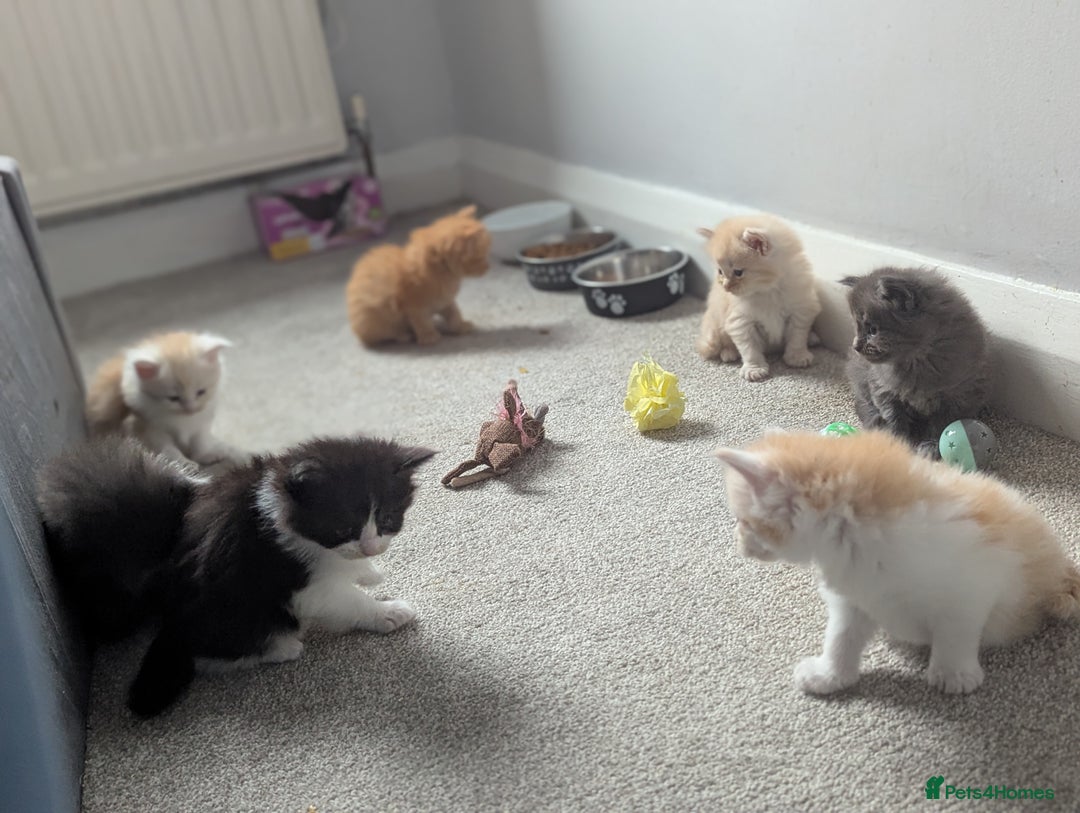 Maine Coon cats for sale: Maine Coon Kittens - Image 9