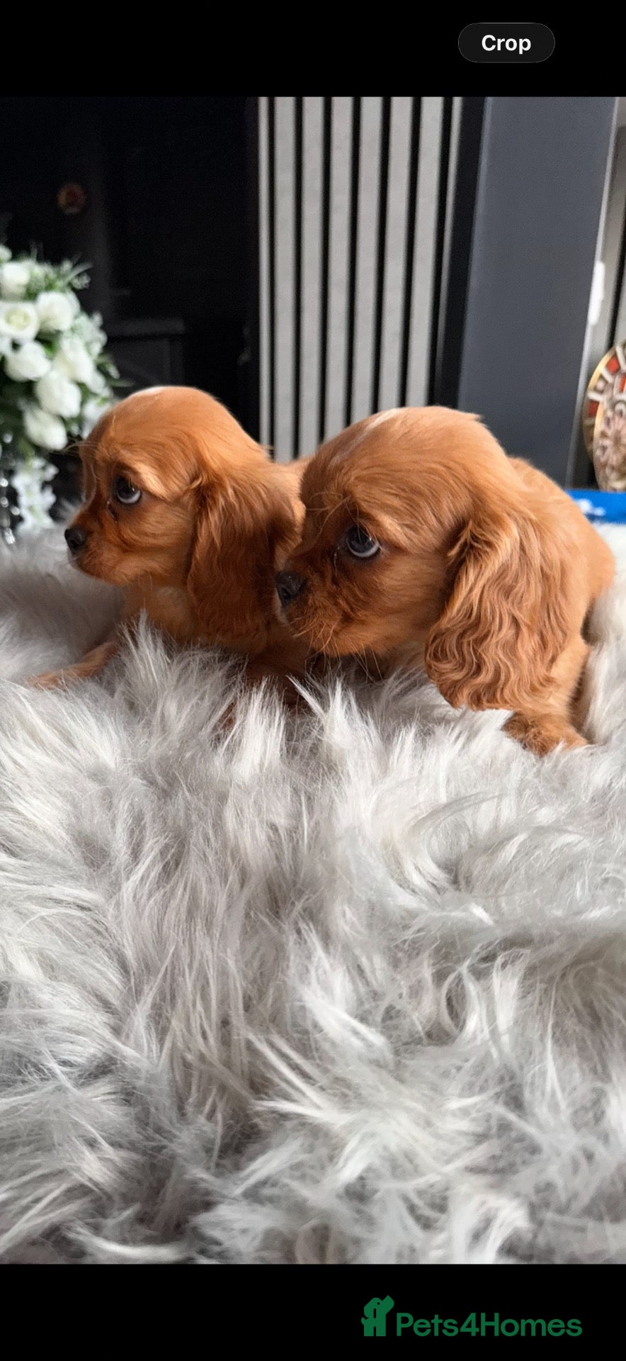 Cavalier King Charles Spaniel dogs 💙Ready now Kc dna clear cavalier pupies 💙 - Advert 6
