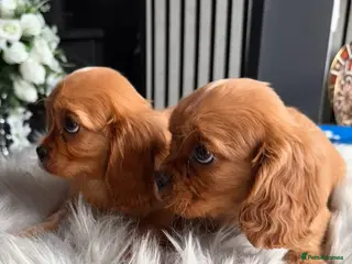 Cavalier King Charles Spaniel dogs 💙Ready now Kc dna clear cavalier pupies 💙 - Advert 6