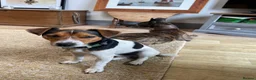 Jack Russell dogs for stud: Jack Russell for stud - Advert 3