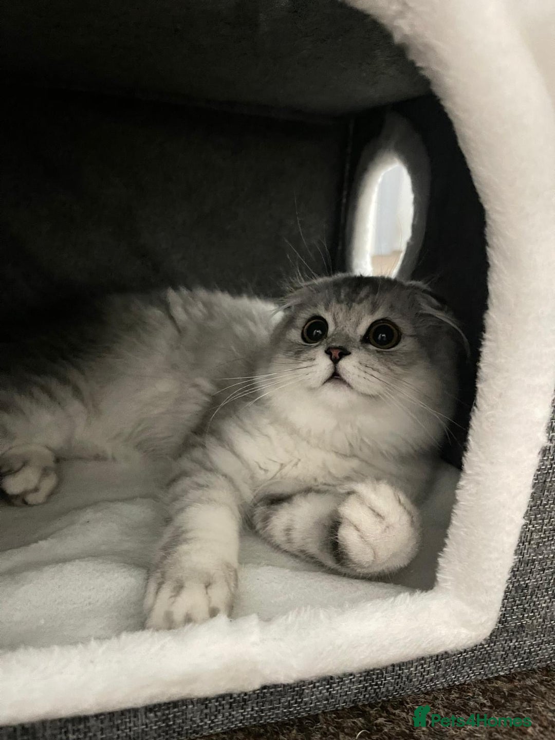 Scottish Fold cats for sale: Lovely Long Hair Scotich Fold Boy - Advert 4