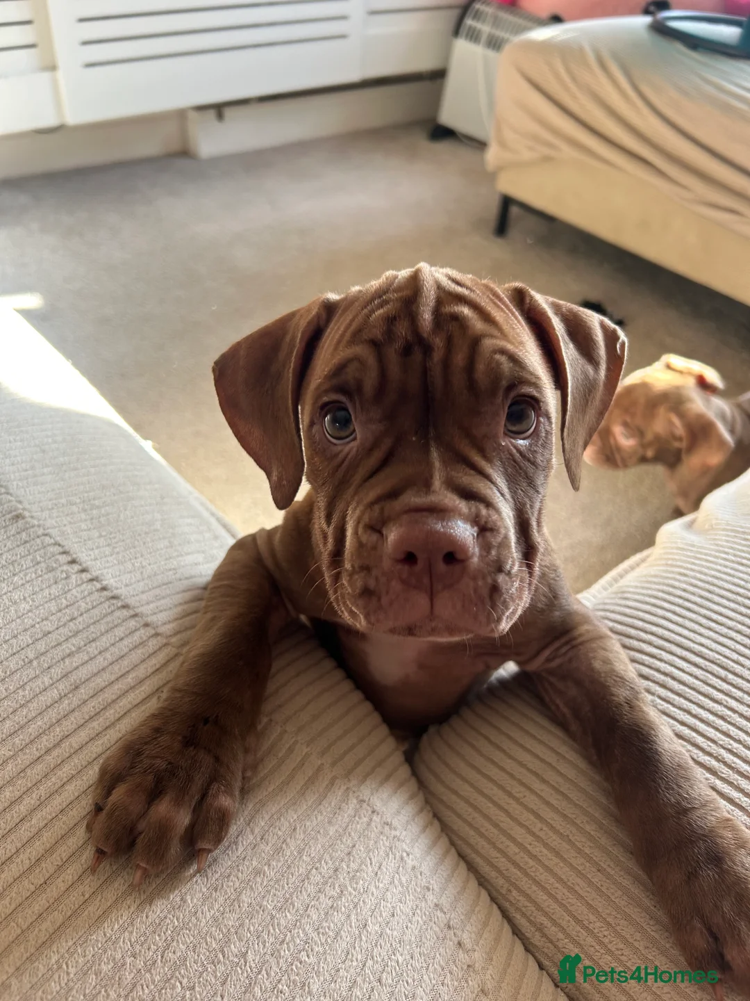 Mixed Breed dogs for sale: 3 mastiff cross pups 2 girls 1 boy  - Advert 4