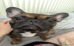 French Bulldog dogs for sale: French bulldog puppies - Image 10