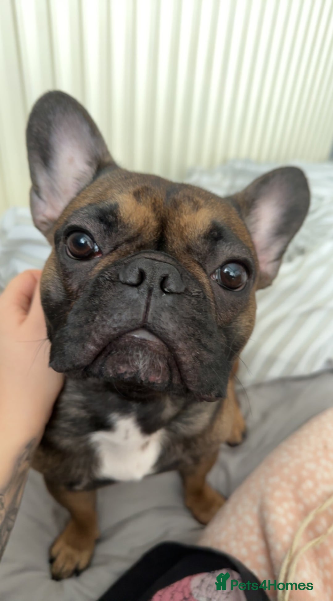 French Bulldog dogs for sale: French bulldog puppies - Image 10