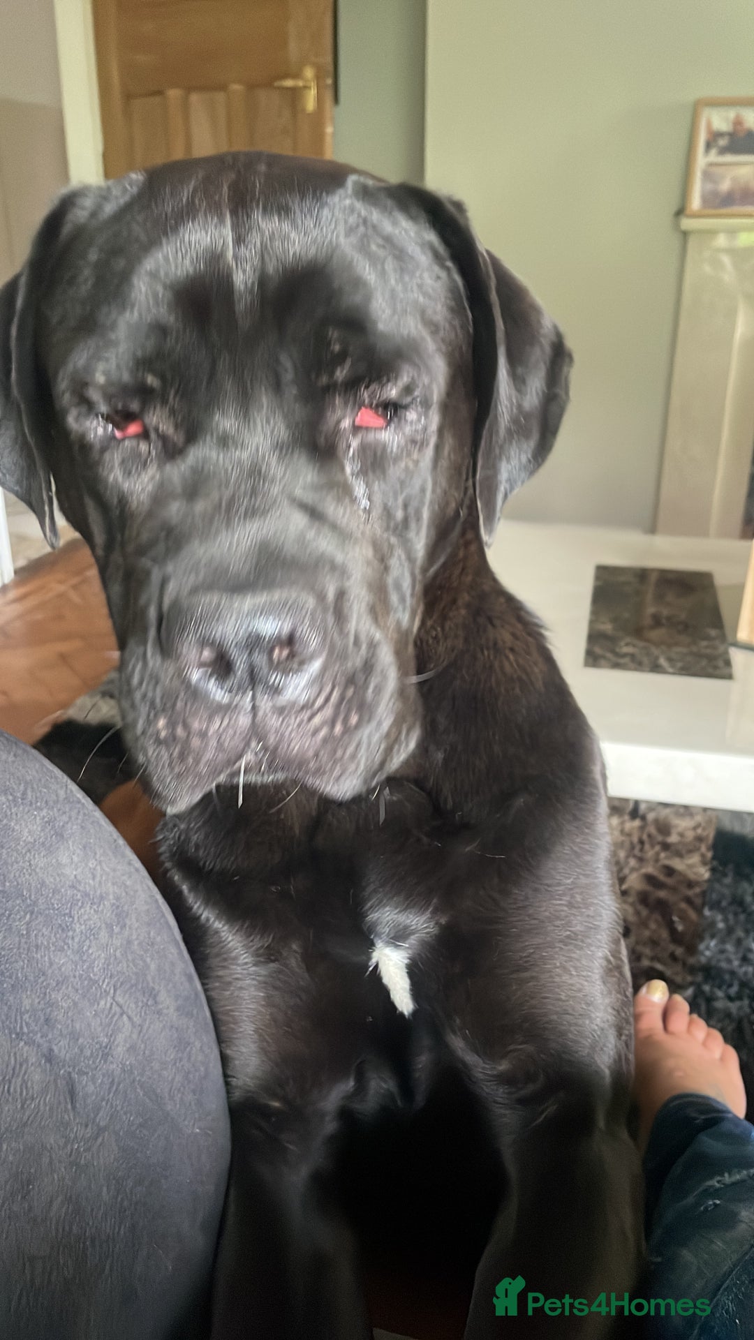 Cane Corso dogs for sale: Thor cane corso  - Advert 8