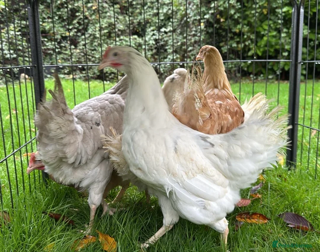 Chickens poultry for sale: Chickens Point of lay hens - Advert 4