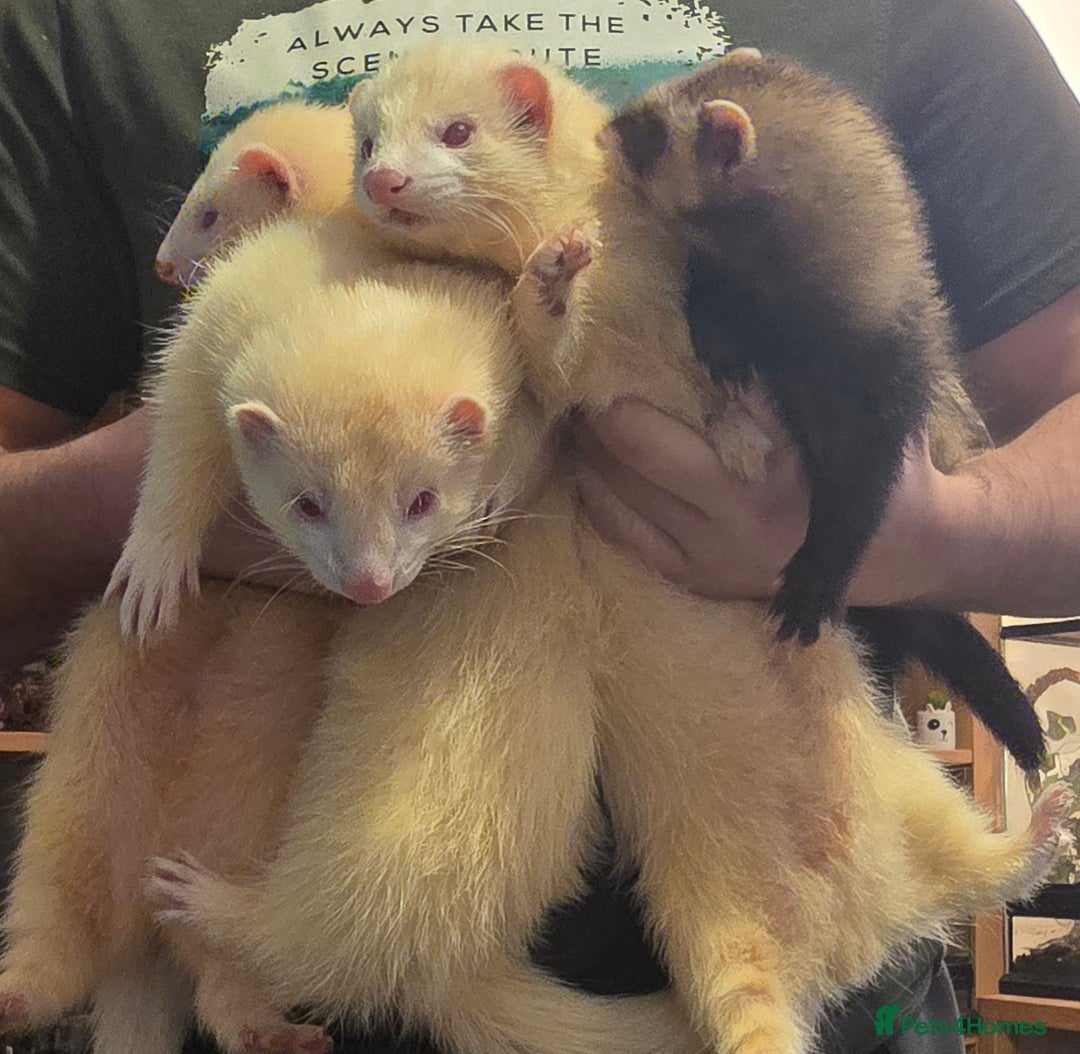 Ferret rodents for sale: 3x Albino Hobs & 1x Polecat Jill - Image 2