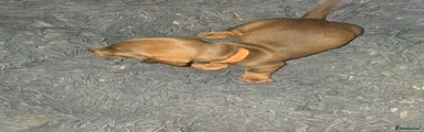 Dachshund 5