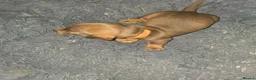 Dachshund dogs for sale: Dachshund puppies  - Advert 18