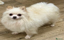 Pomeranian dogs for adoption: Alica – The Tiny Soul Who Survived the Unthinkable - Image 2