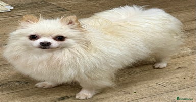Pomeranian dogs - Advert 2