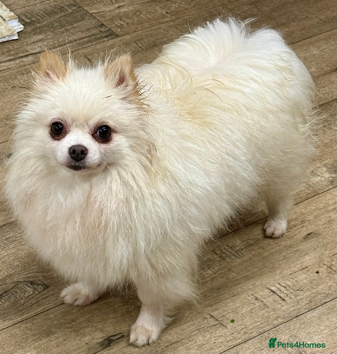 Pomeranian dogs for adoption: Alica – The Tiny Soul Who Survived the Unthinkable - Image 2