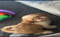 Shih Tzu dogs for sale: Puppy for sale  - Image 2