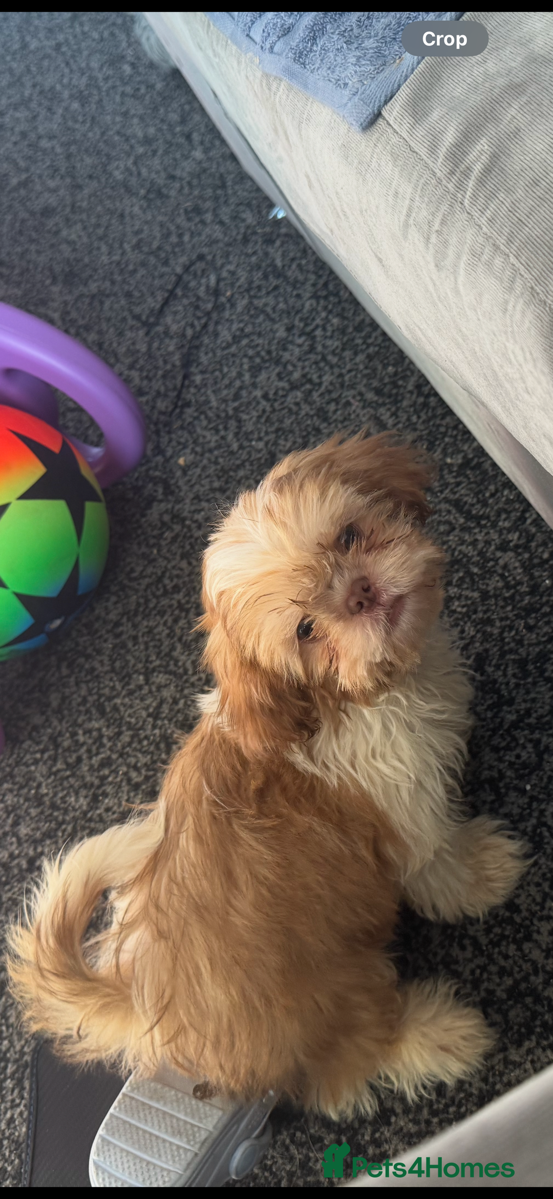 Shih Tzu dogs for sale: Puppy for sale  - Image 2