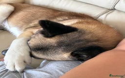 Huskita dogs for sale: Husky cross Akita  - Image 3