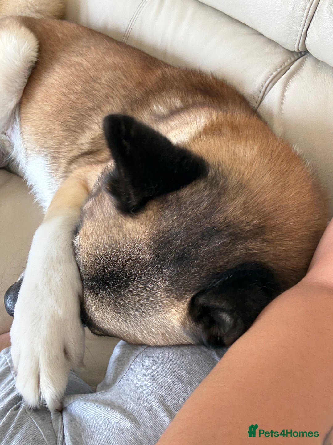 Huskita dogs for sale: Husky cross Akita  - Image 3