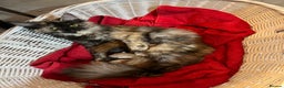 Maine Coon cats for sale: Beautiful Pure Main Coon Kittens - Advert 3