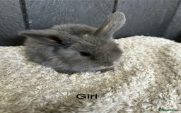 Mini Lop rabbits for sale: Stunning mini lops and mini lion lops  - Image 9