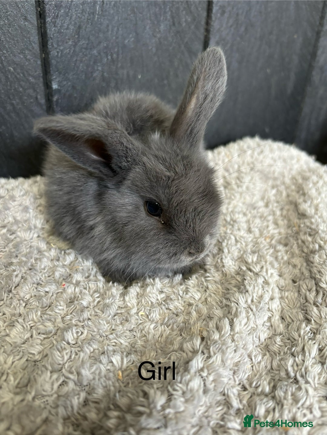 Mini Lop rabbits for sale: Stunning mini lops and mini lion lops  - Image 9