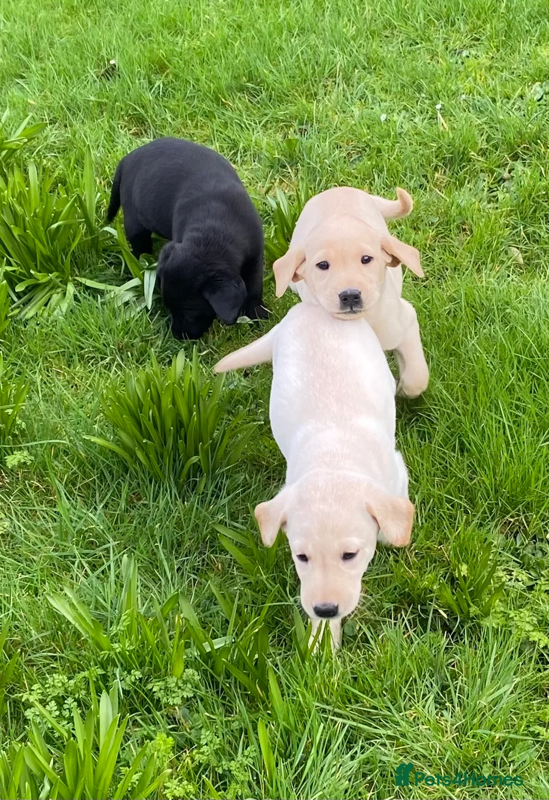 Labrador Retriever dogs for sale: Beautiful Well Bred KC Reg Labrador Puppies - Advert 12