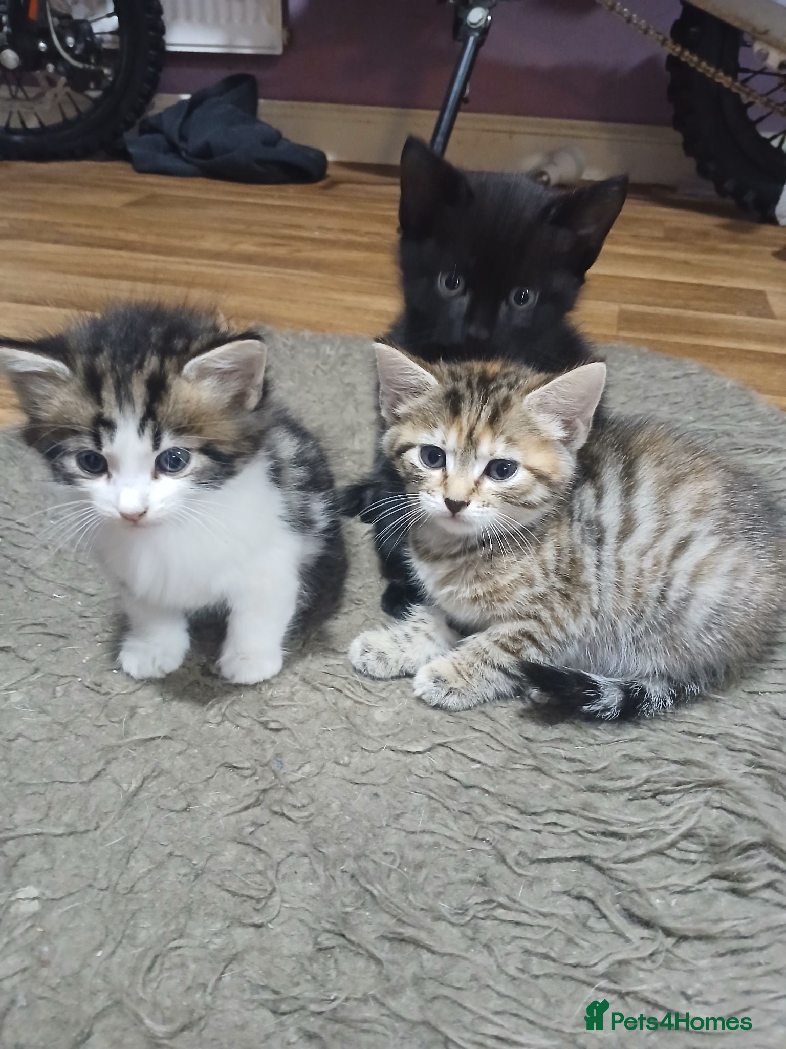 Mixed Breed cats 4 beautiful kittens ready to reserved  - Advert 5