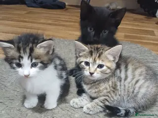 Mixed Breed cats 4 beautiful kittens ready to reserved - Advert 1