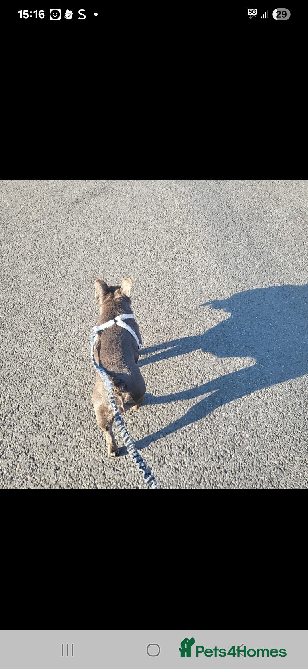 French Bulldog dogs for sale: Frenchie  - Image 2