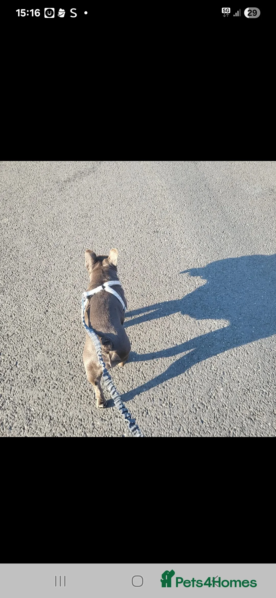 French Bulldog dogs for sale: Frenchie  - Advert 2