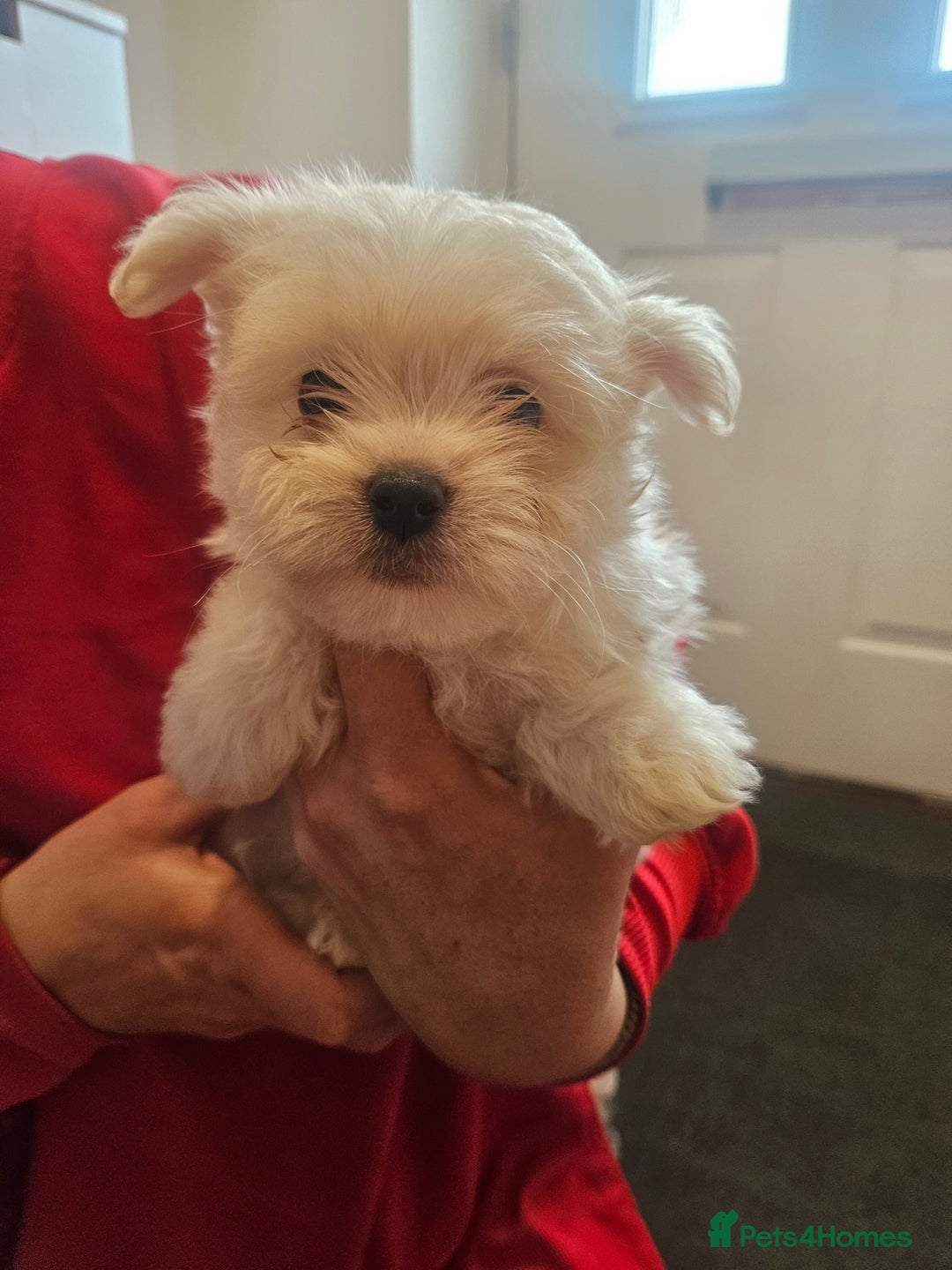Maltipoo dogs for sale: FINAL REDUCTION F1 dna tested maltipoos - Image 3