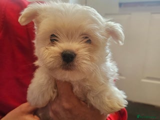 Maltipoo dogs - Advert 22